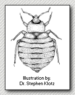 Drawing of bed bug