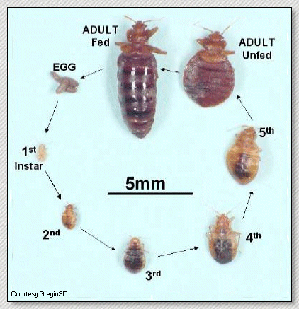 life cycle of the bed bug Cimex lectularius