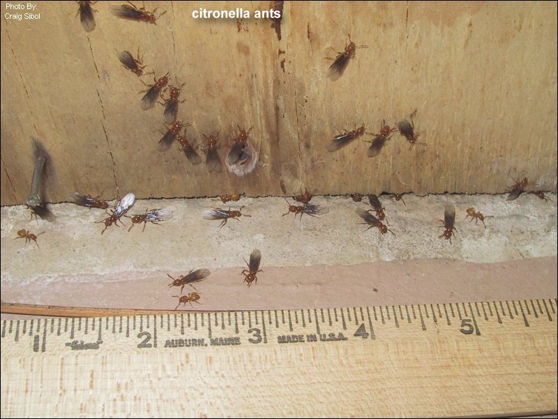 Carpenter Ants and their Control - United Exterminating Company ...