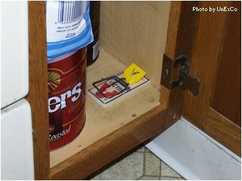 Place the Trap in a cabinet