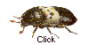 Larder beetle