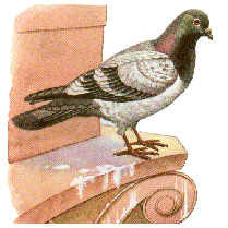 common pigeon