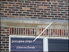 plastic porcupine strips