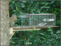 Squirrel Trap platform