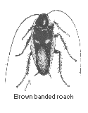 brown-banded roach