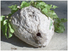 bald face hornet nest