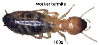 worker termite