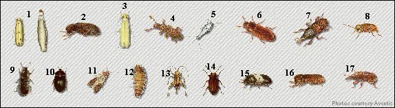 Common Stored Product Pests