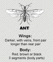 Flying ant