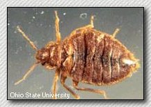 picture of bedbug