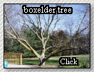 boxelder tree, in winter