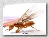 New Jersey Citronella ant