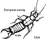 European earwig