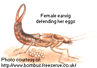 Female earwig defending her eggs
