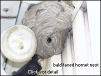 bald faced hornet nest