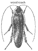 Pennsylvania wood roach