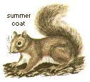 summer coat